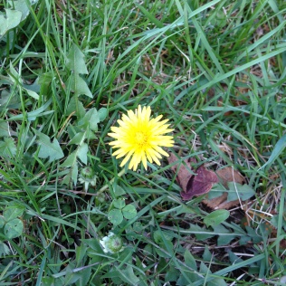 The first Dandelion